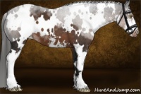 Horse Color:White Spotted Liver Chestnut Sabino Appaloosa 