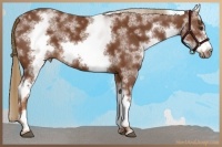 Horse Color:White Spotted Chestnut Frame