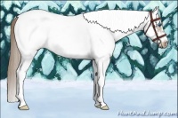 Horse Color:White Spotted Liver Chestnut Splash Frame