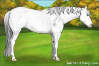 Horse Color:Smoky Grullo Sabino Splash