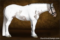 Horse Color:White Spotted Liver Chestnut Tobiano Appaloosa 