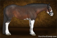 Horse Color:Liver Chestnut Sabino Appaloosa 