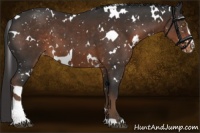 Horse Color:White Spotted Liver Chestnut Sabino Snowflake Varnish
