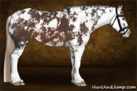 Horse Color:Liver Chestnut Sabino Appaloosa 
