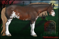 Horse Color:Liver Chestnut Sabino 