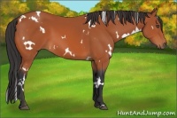 Horse Color:White Spotted Bay 