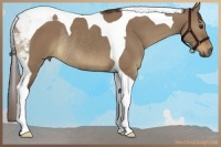 Horse Color:Liver Red Dun Tobiano Rabicano 