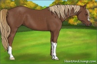Horse Color:Chestnut 