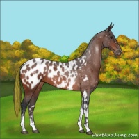 Horse Color:Painted Bay Tobiano Appaloosa 