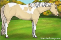 Horse Color:Palomino Dun Tobiano