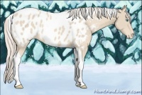 Horse Color:Cremello Tobiano Appaloosa