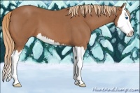 Horse Color:Red Roan Splash 