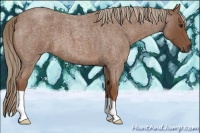 Horse Color:Red Roan 