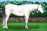 Horse Color:Amber Champagne Dun Splash Tobiano 