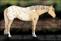 Horse Color:Palomino Roan Appaloosa