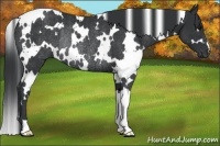 Horse Color:White Spotted Black Rabicano 