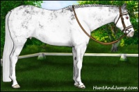 Horse Color:Silver Black Chinchilla Sabino 