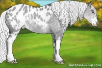 Horse Color:Silver Grullo Chinchilla Sabino Appaloosa