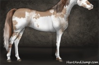 Horse Color:Red Dun Splash  and White Spotted Red Dun Splash 