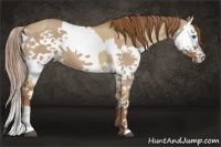 Horse Color:Red Dun Splash and Red Dun Splash
