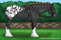 Horse Color:Black Appaloosa 