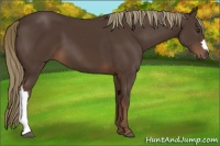 Horse Color:Liver Chestnut 