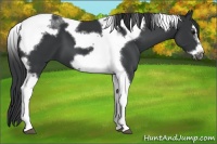 Horse Color:Black Splash Tobiano Frame 