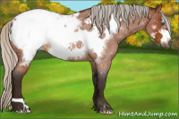 Horse Color:Gray Silver Bay Roan Frame Snowcap 