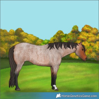 Horse Color:Unknown 