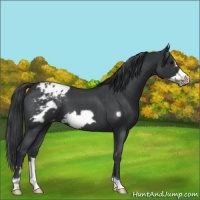 Horse Color:Blue Roan Frame Varnish 