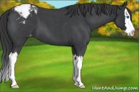 Horse Color:Blue Roan Splash Varnish 