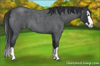 Horse Color:Blue Roan Splash Varnish