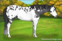 Horse Color:Blue Roan Splash Frame Appaloosa 