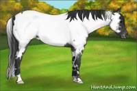 Horse Color:White Spotted Blue Roan Appaloosa 