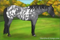 Horse Color:Blue Roan Appaloosa 