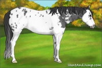 Horse Color:Blue Roan Splash Frame Appaloosa 