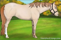Horse Color:Buckskin Roan Pearl 