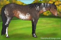 Horse Color:White Spotted Buckskin Frame 