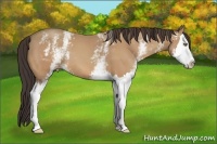 Horse Color:White Spotted Amber Champagne Splash 