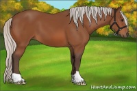 Horse Color:Silver Bay 
