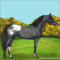 Horse Color:Blue Roan Appaloosa 