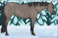 Horse Color:Grullo 