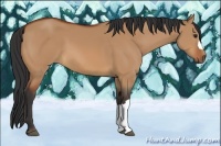 Horse Color:Bay Dun