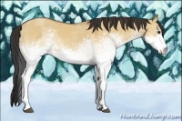 Horse Color:White Spotted Bay Dun 