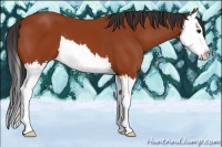 Horse Color:Bay Splash 