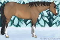Horse Color:Brown Dun 