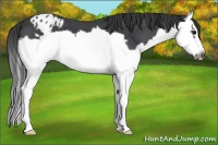 Horse Color:Blue Roan Splash Frame Appaloosa
