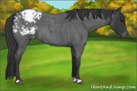 Horse Color:Blue Roan Appaloosa 