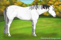 Horse Color:Blue Roan Splash Appaloosa