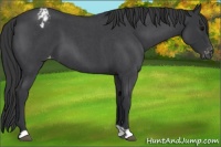 Horse Color:Blue Roan Varnish 
